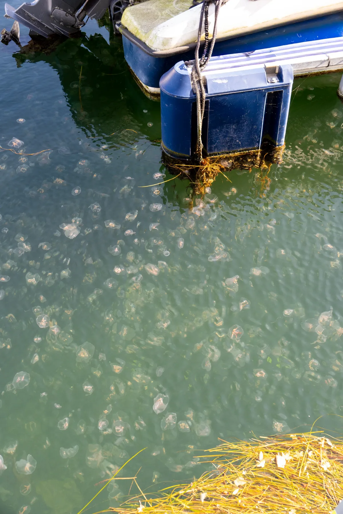 Jellyfish float in shallow water near a blue buoy and boat hull in Malmo, Sweden, with aquatic plants at the edge.