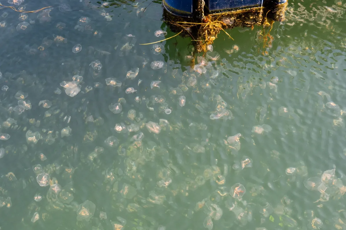 jellyfish-floating-water-malmo-8788