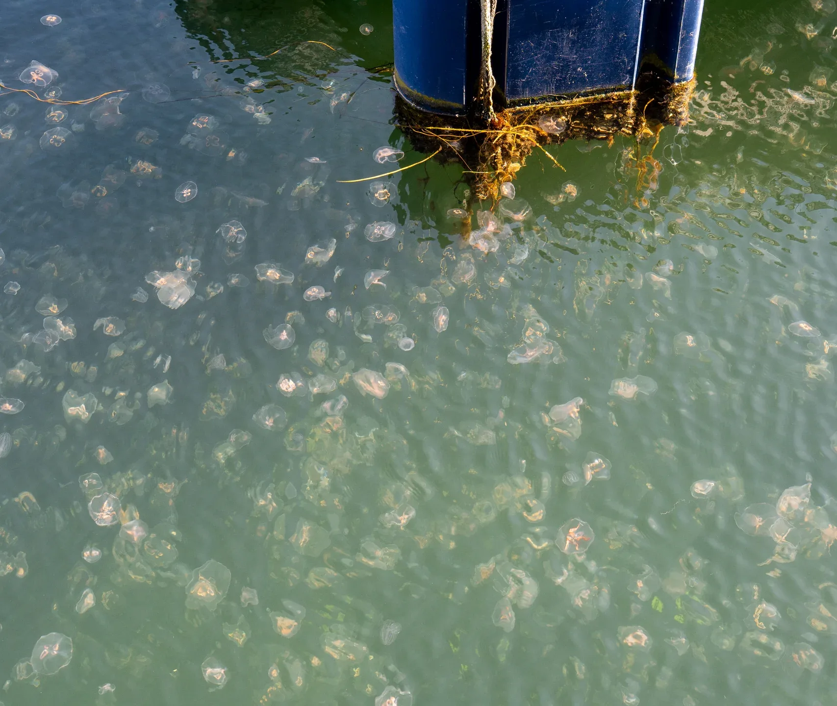 Jellyfish float in shallow water near a blue buoy and boat hull in Malmo, Sweden, with aquatic plants at the edge.